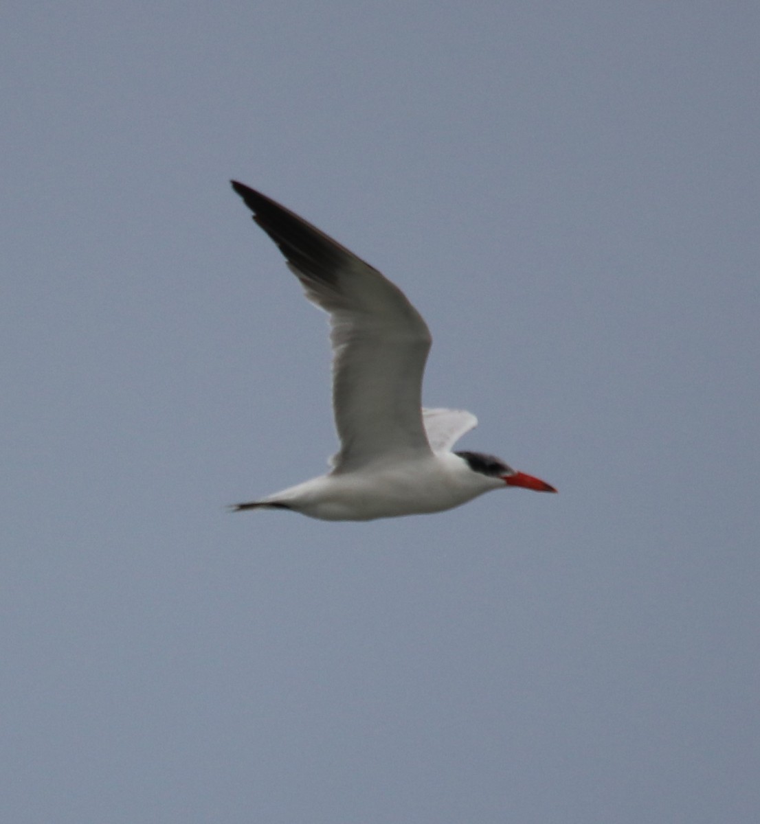 Caspian Tern - Steve Compton