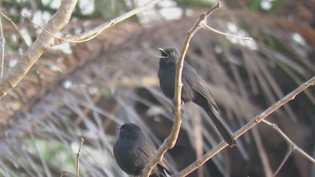 Northern Black-Flycatcher - ML283933811