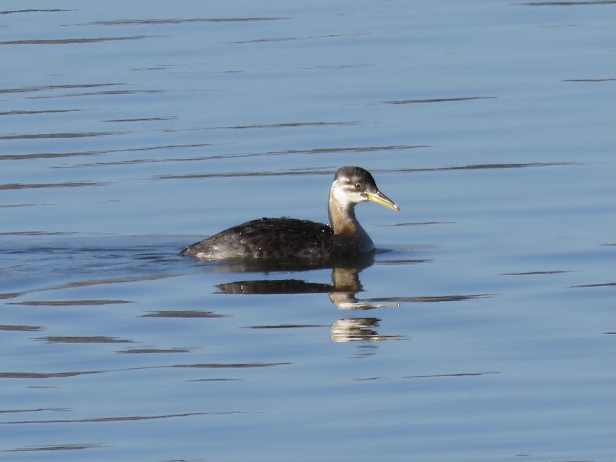 Red-necked Grebe - ML283935181