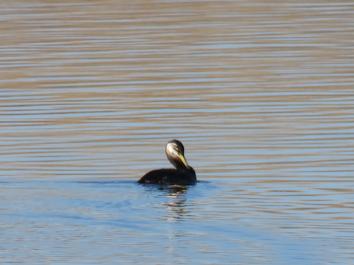 Red-necked Grebe - ML283935221