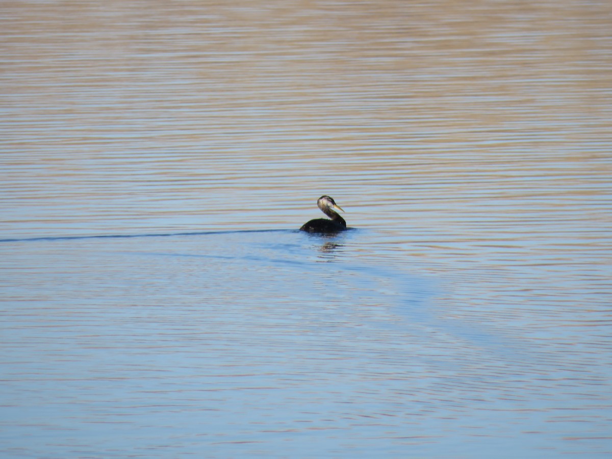 Red-necked Grebe - ML283935231