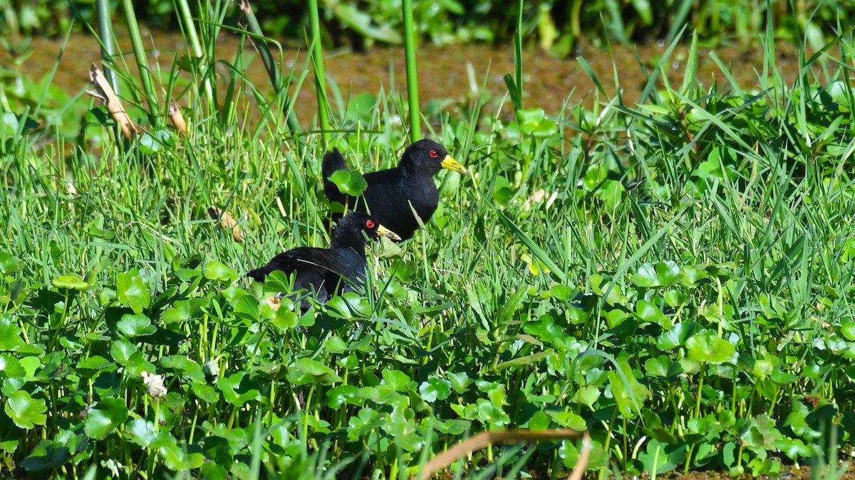 Black Crake - ML283935901