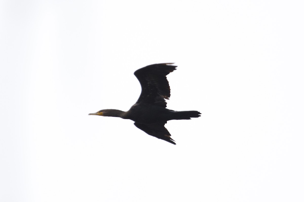 Double-crested Cormorant - ML283936101