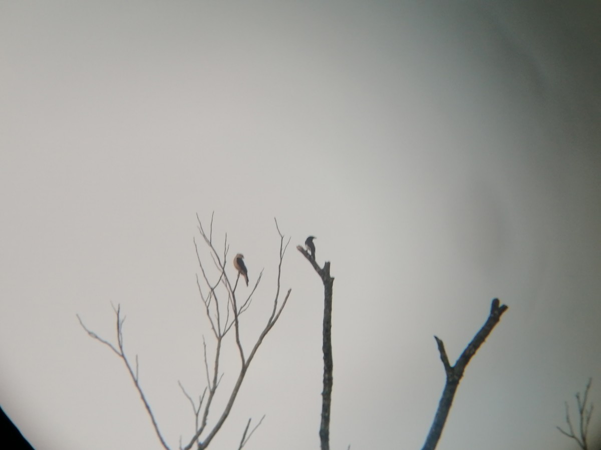 Yellow-headed Caracara - Sergio Villegas