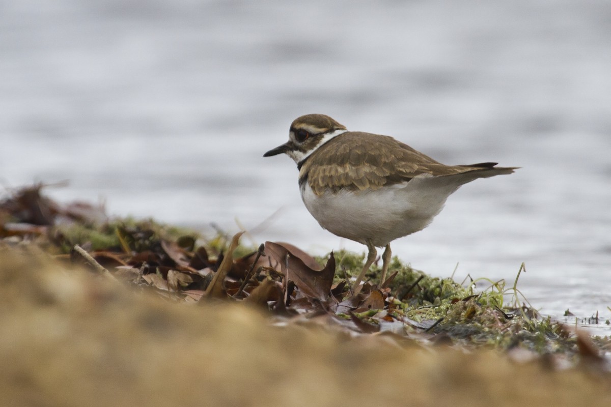 Killdeer - ML283936381