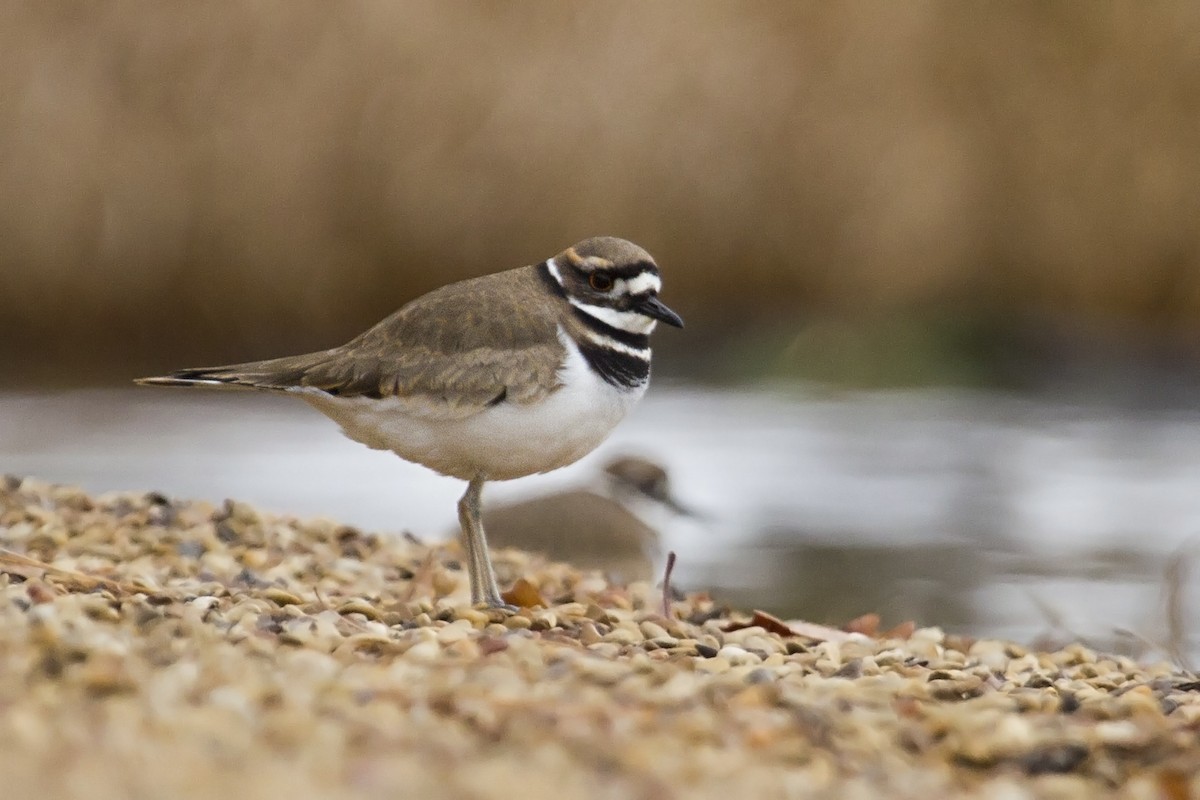 Killdeer - ML283936461