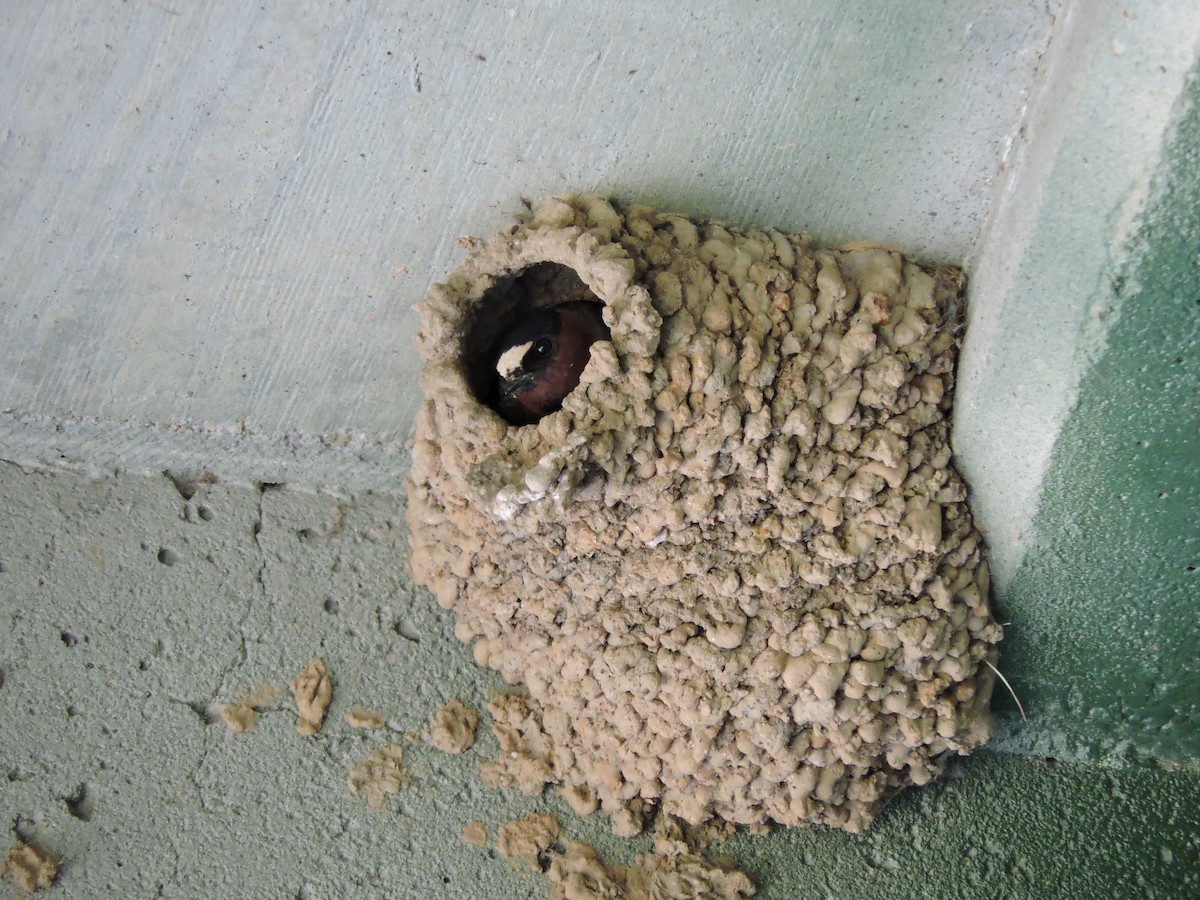 Cliff Swallow - John Patten Moss