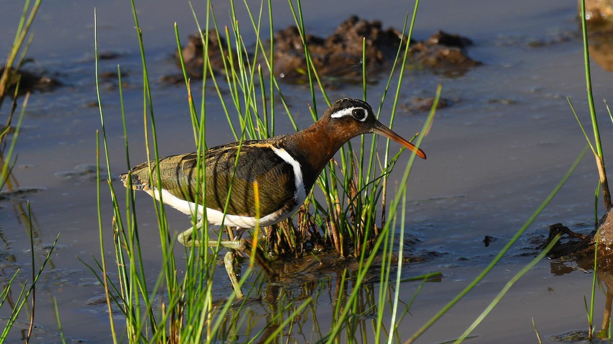 Greater Painted-Snipe - ML283938031