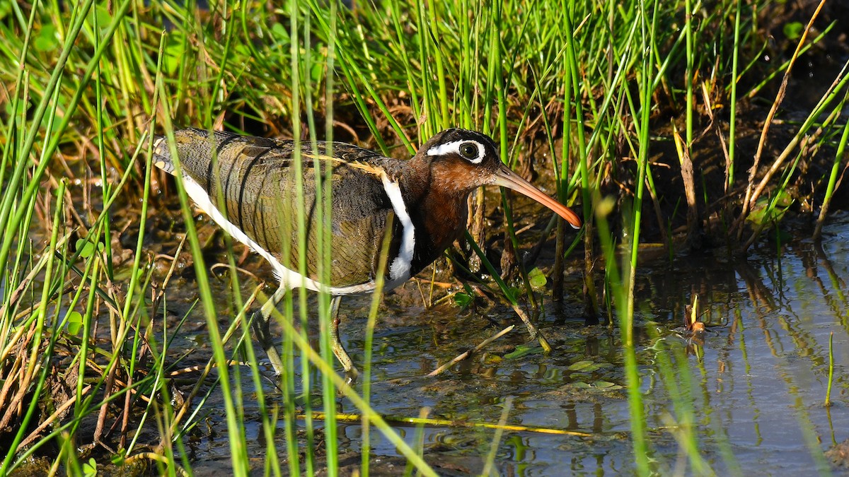 Greater Painted-Snipe - ML283938121