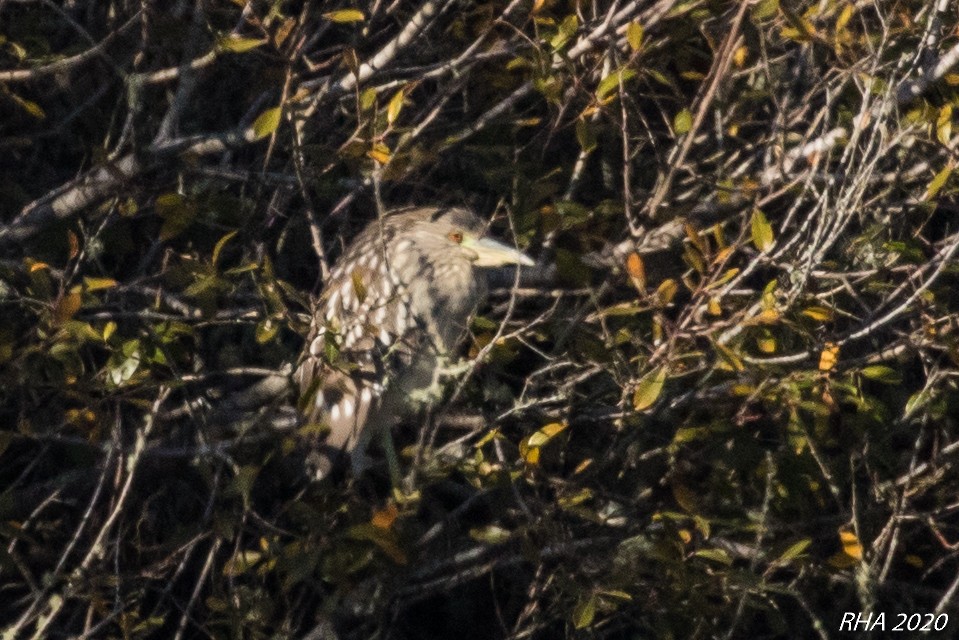 Black-crowned Night Heron - ML283940151