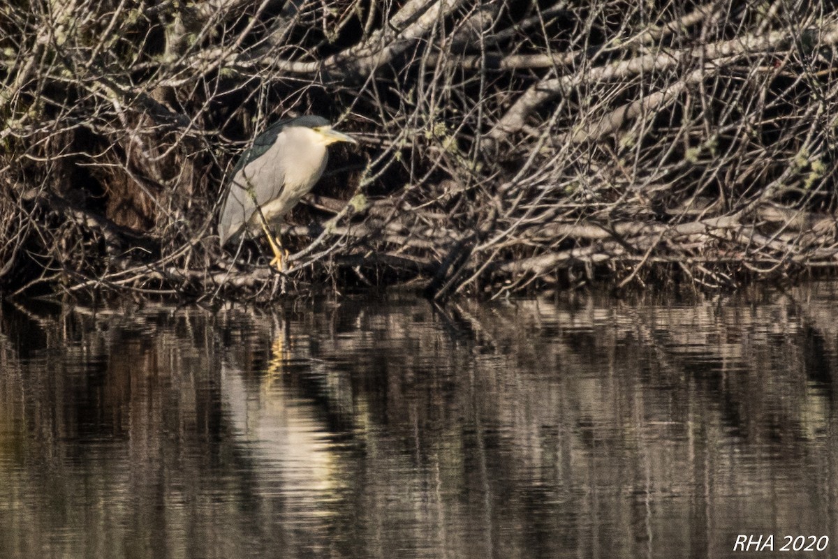 Black-crowned Night Heron - ML283940161