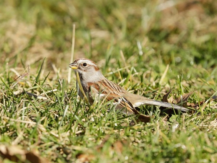 American Tree Sparrow - ML283941111