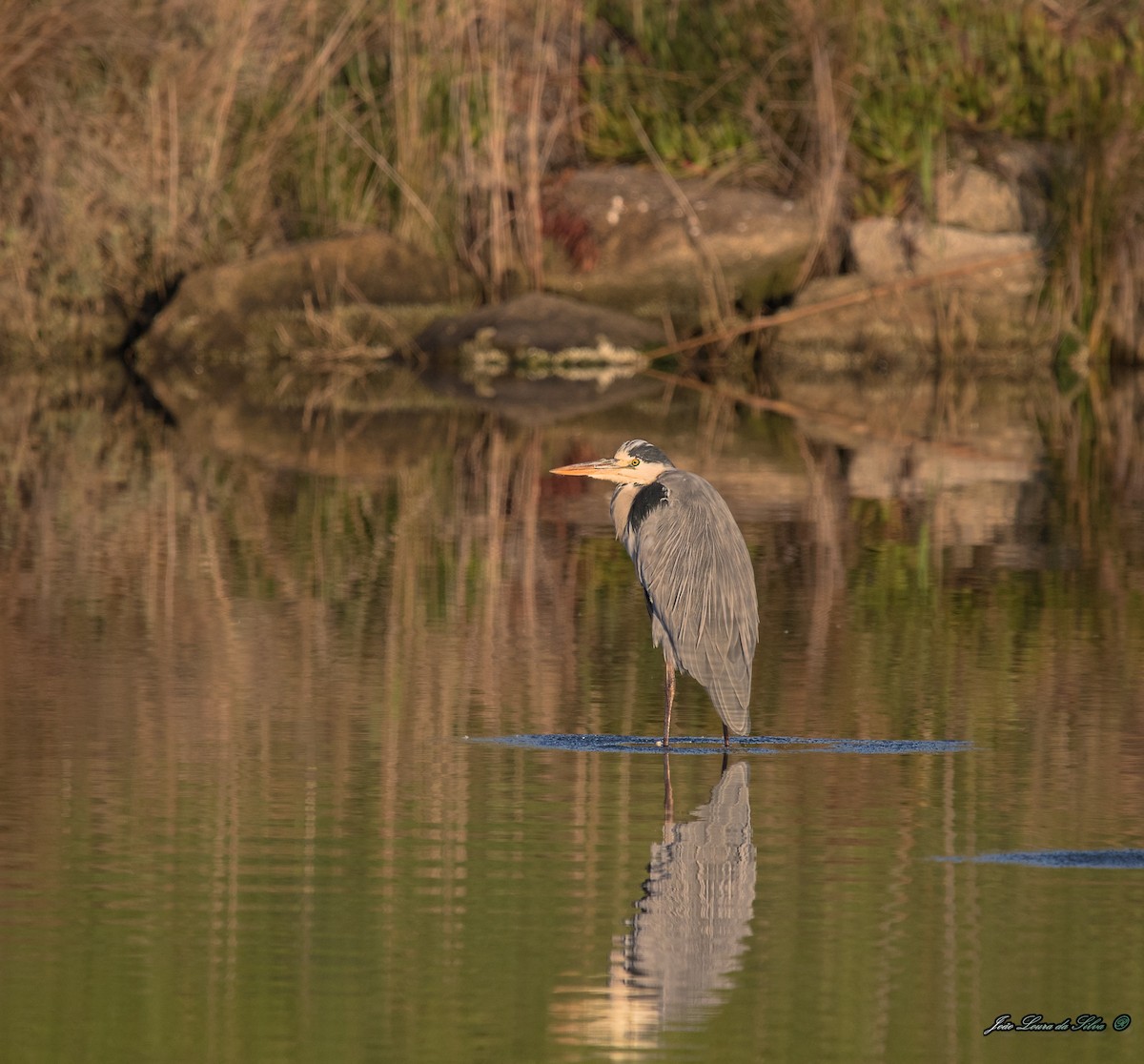 Чапля сіра - ML283941331
