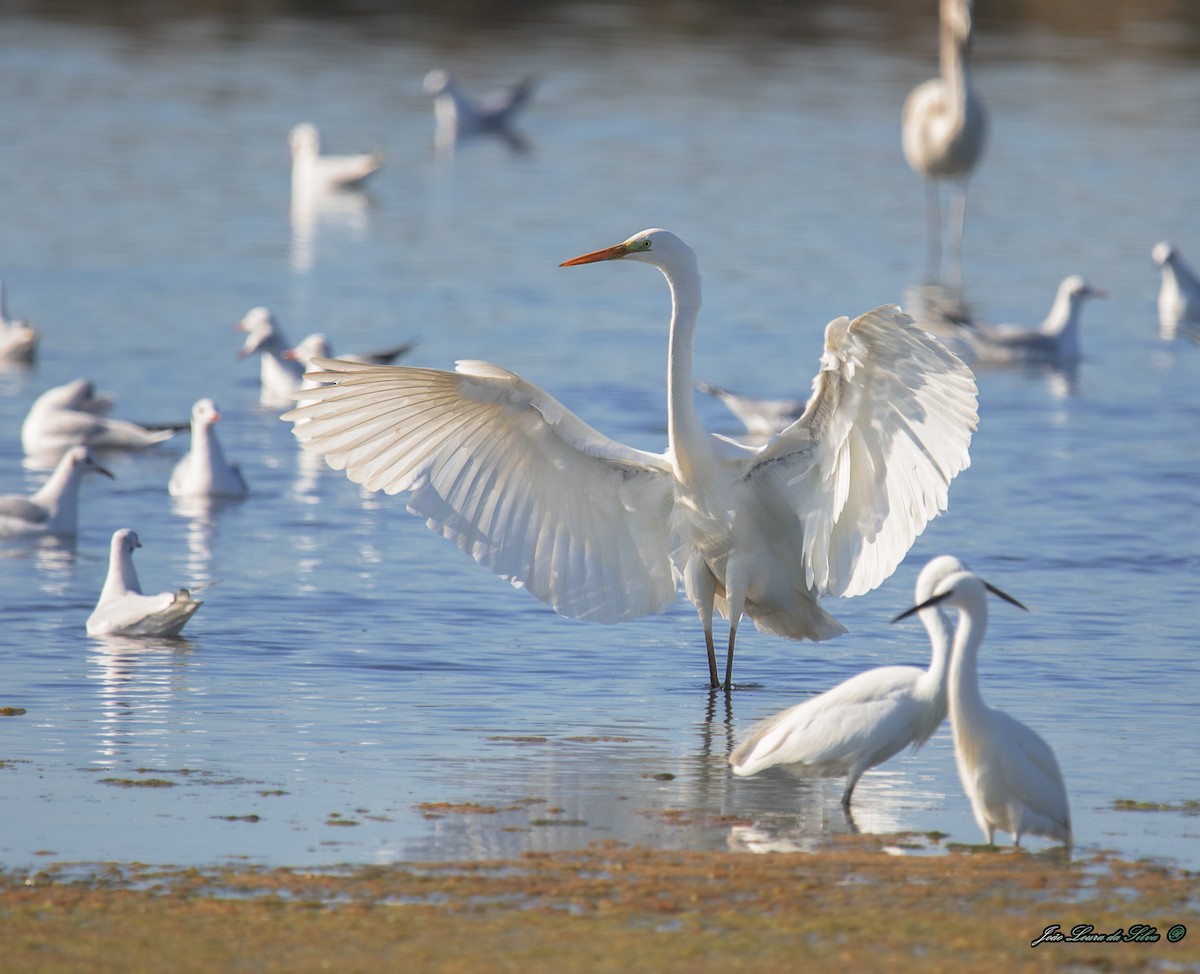 Чапля велика - ML283941381