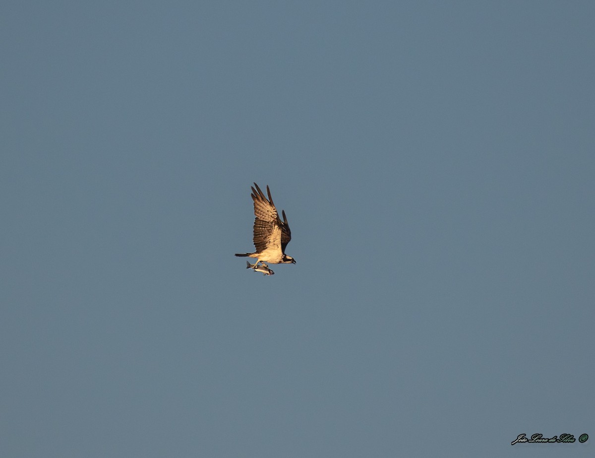 Скопа західна - ML283941421