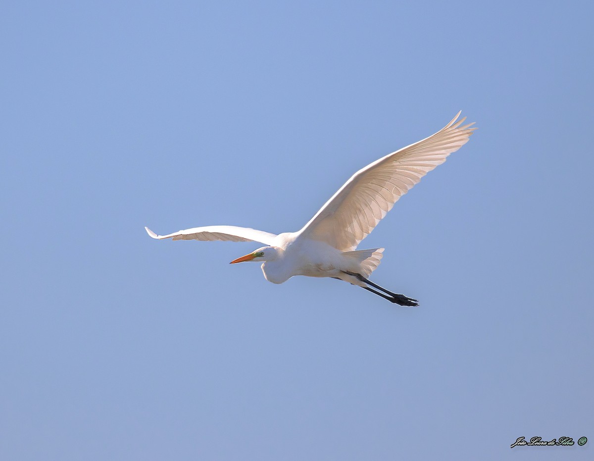 Чапля велика - ML283941531