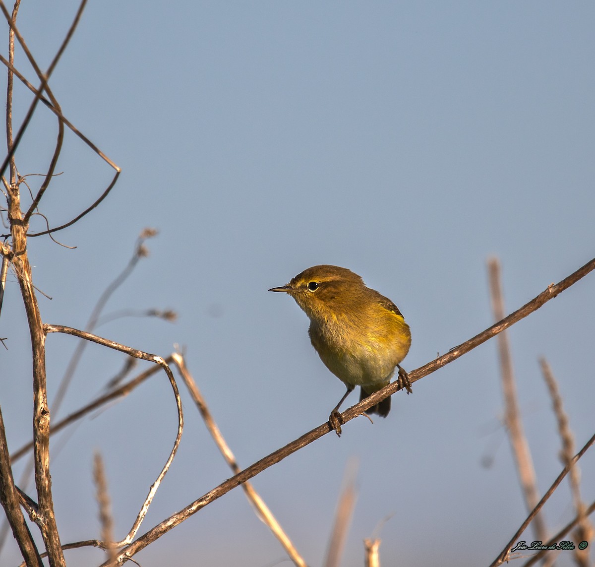 Вівчарик-ковалик - ML283941541