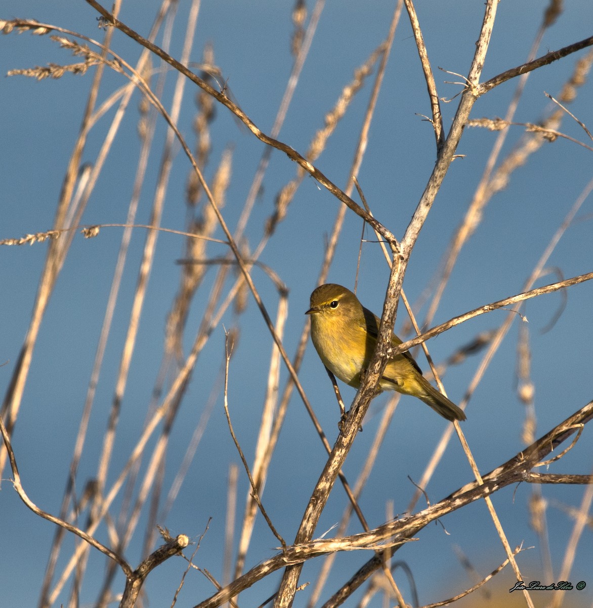 Вівчарик-ковалик - ML283941581