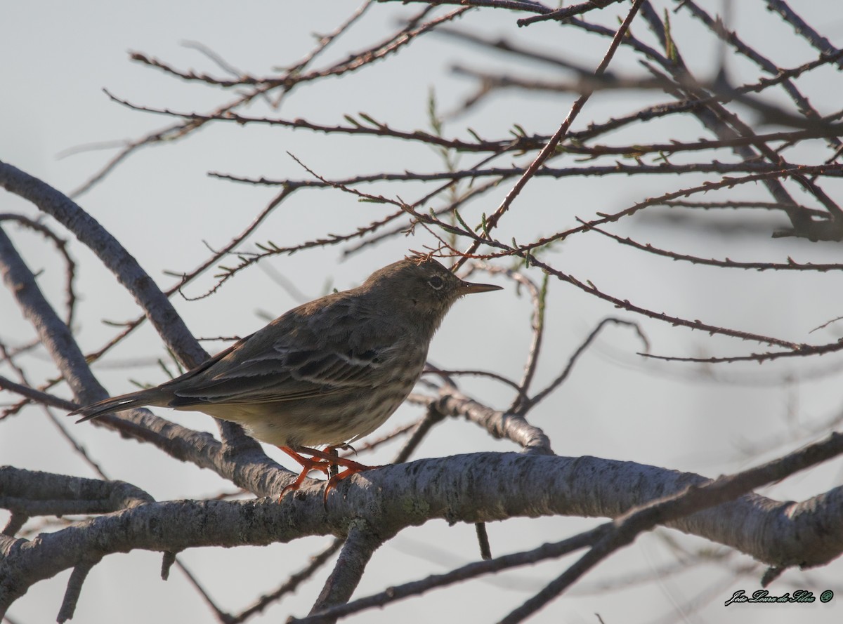 Щеврик острівний - ML283941751