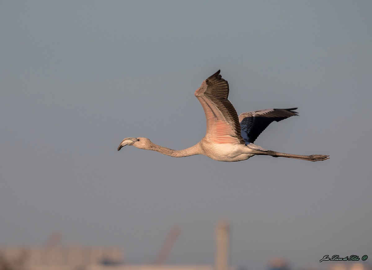 Фламінго рожевокрилий - ML283942011