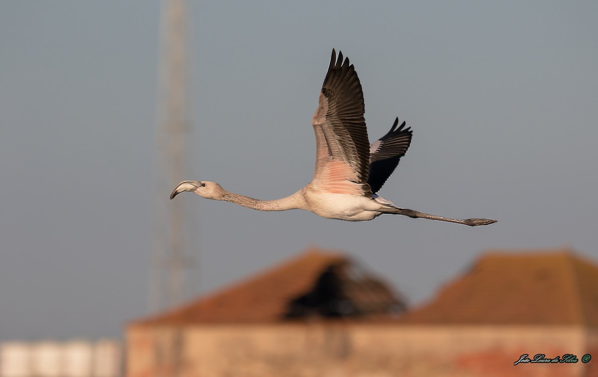 Фламінго рожевокрилий - ML283942121