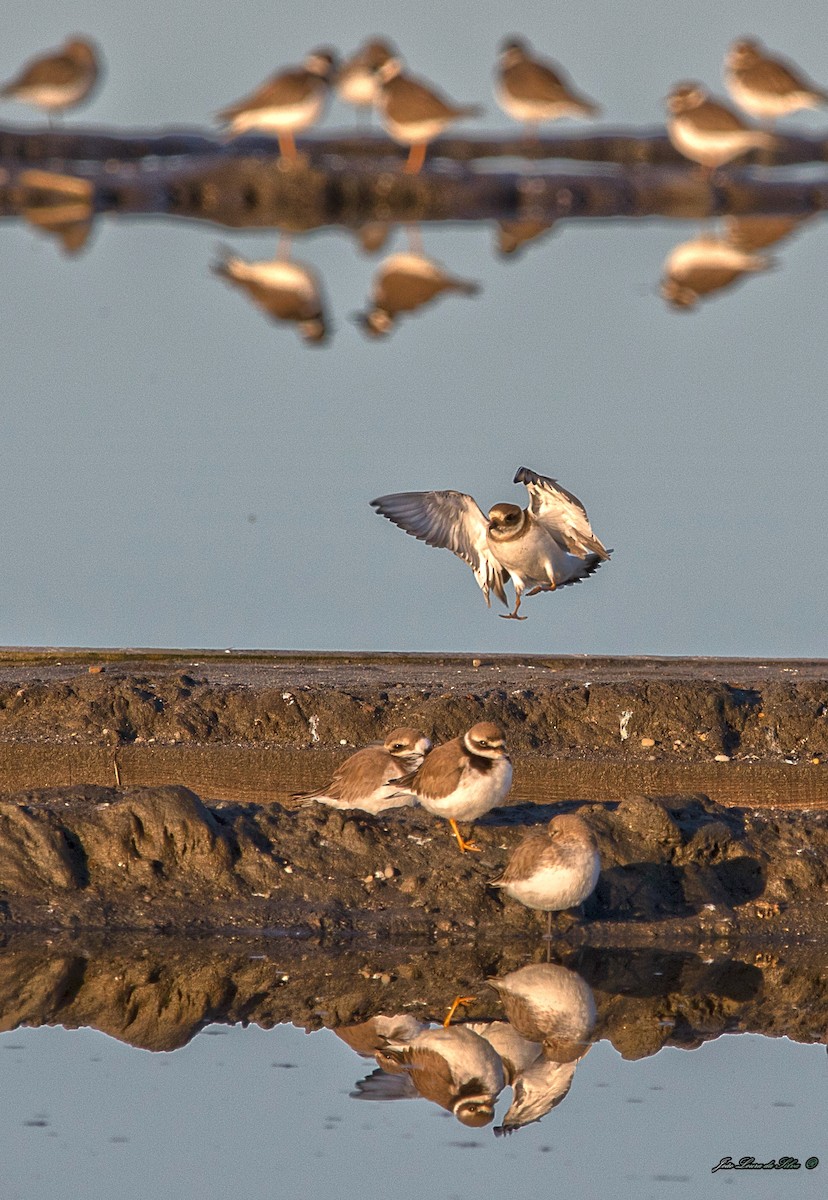 Пісочник великий - ML283942261