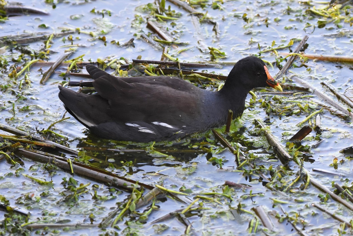 Common Gallinule - Thomas Van Huss