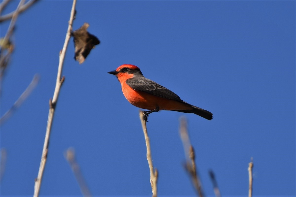 Vermilion Flycatcher - ML283943131