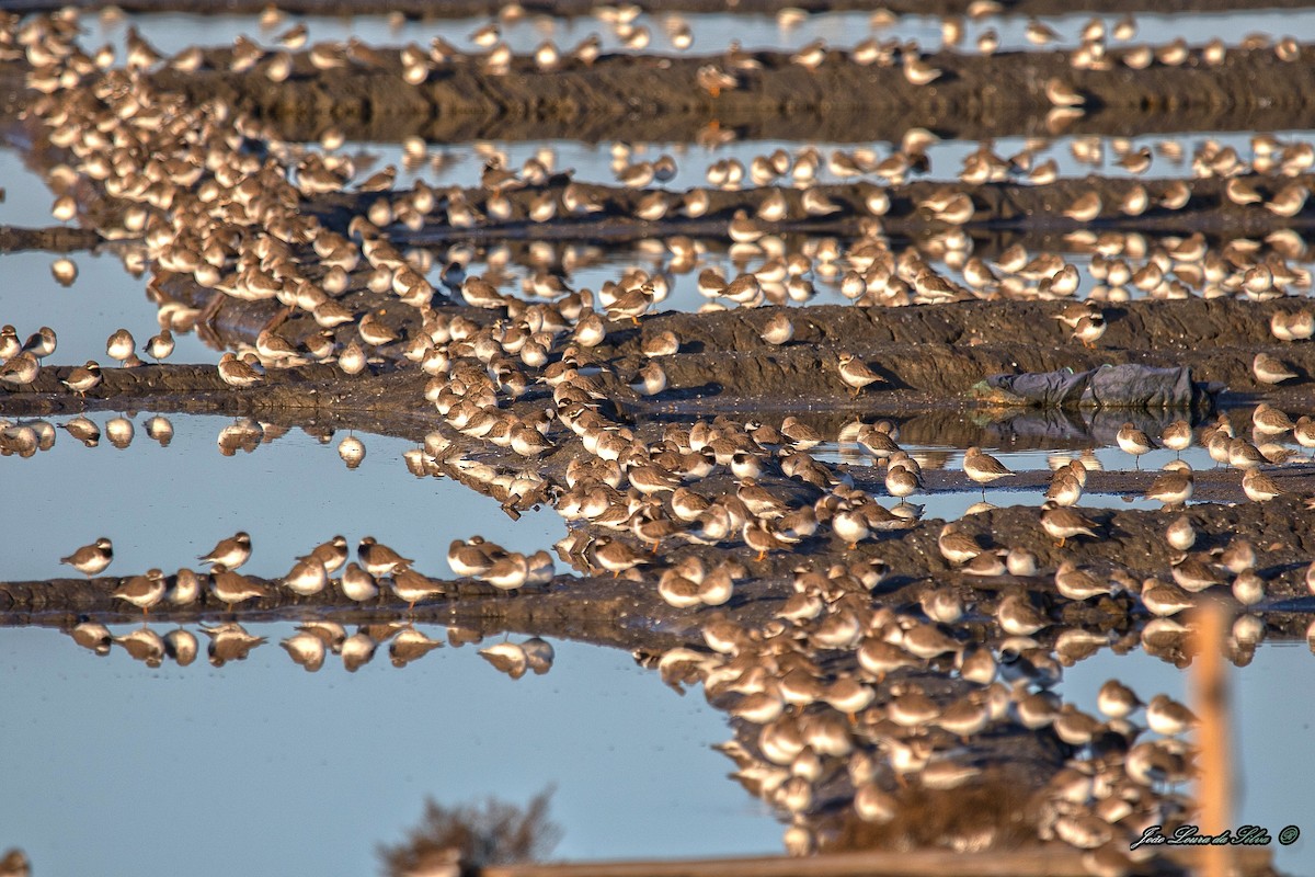 Пісочник великий - ML283943461