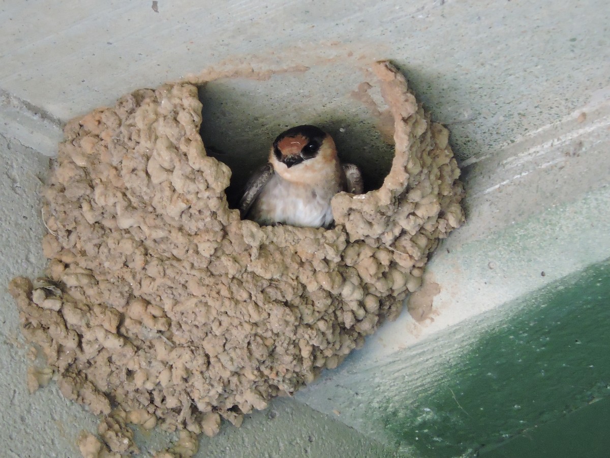 Golondrina Pueblera (pallida) - ML28394401