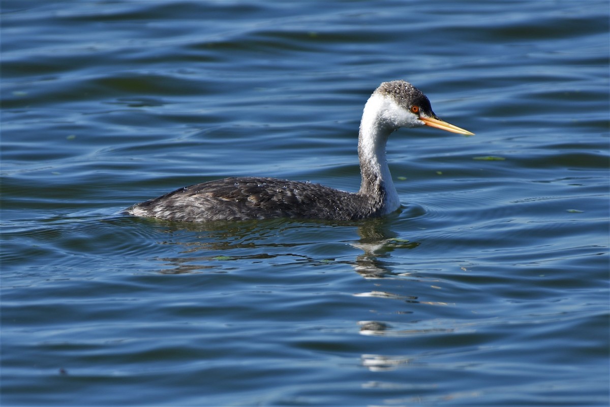 Western Grebe - Thomas Van Huss