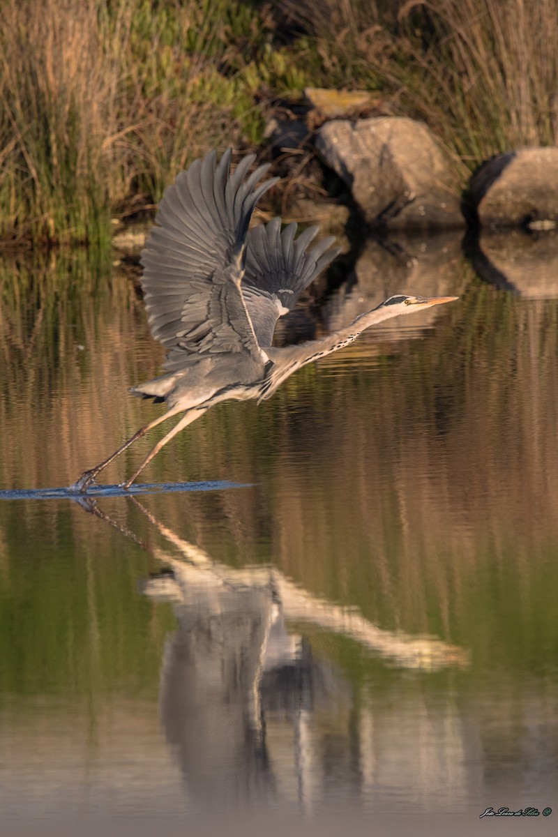 Чапля сіра - ML283944361