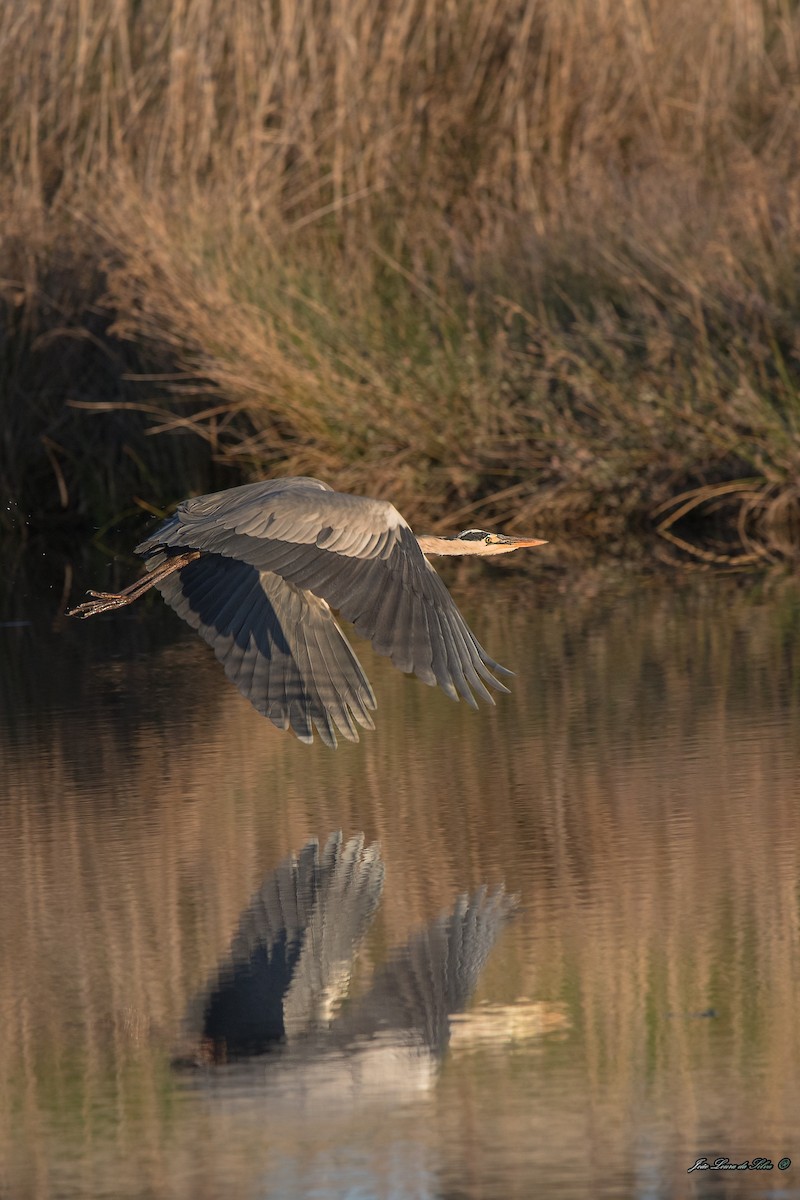 Чапля сіра - ML283944381