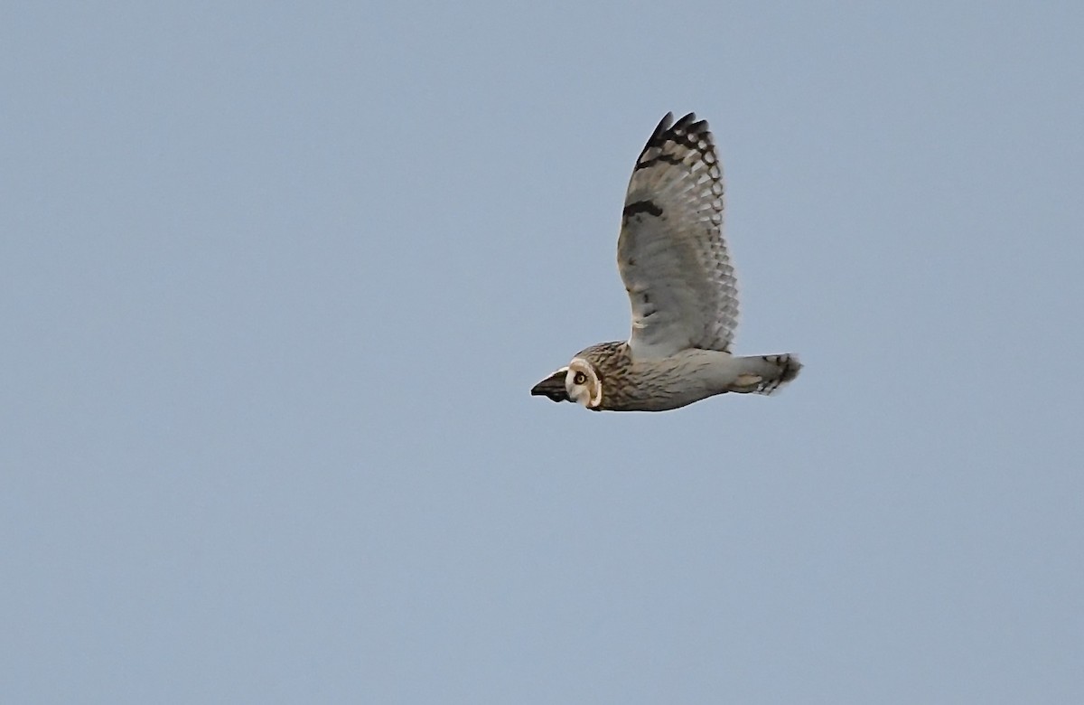 Short-eared Owl - R. Stineman