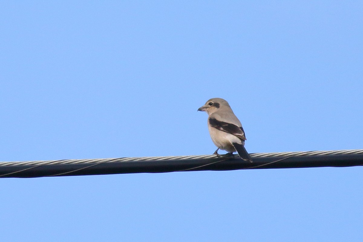 Northern Shrike - Sean Williams