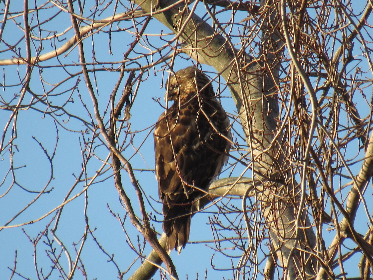 Red-shouldered Hawk - ML283948401