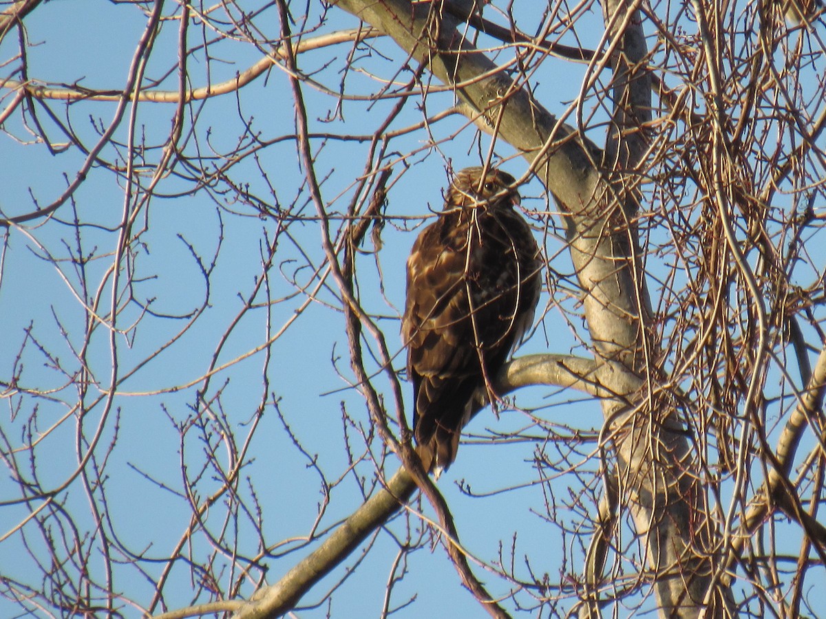 Red-shouldered Hawk - ML283948421