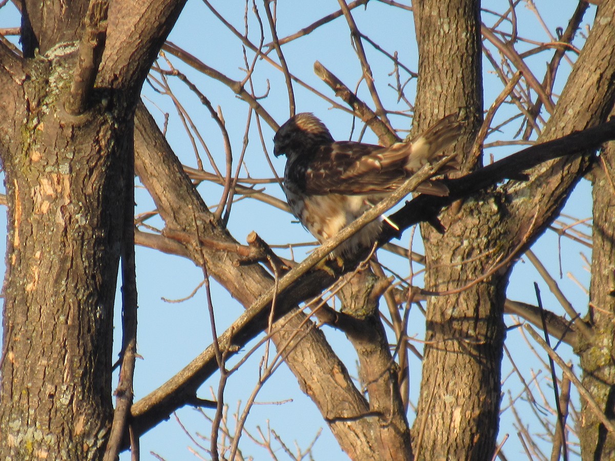 Red-shouldered Hawk - ML283948481