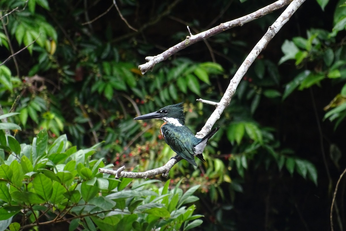 Amazon Kingfisher - Sharon Liao
