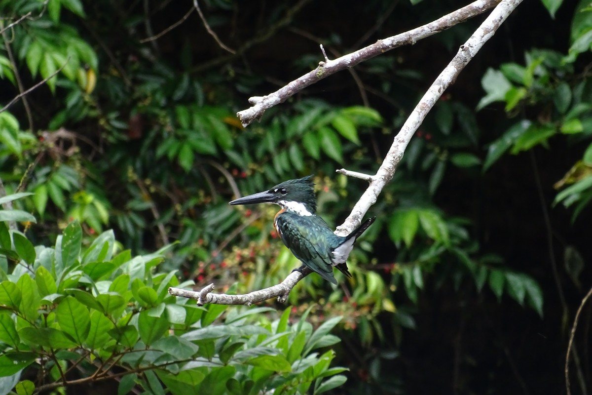 Martin-pêcheur d'Amazonie - ML283950791