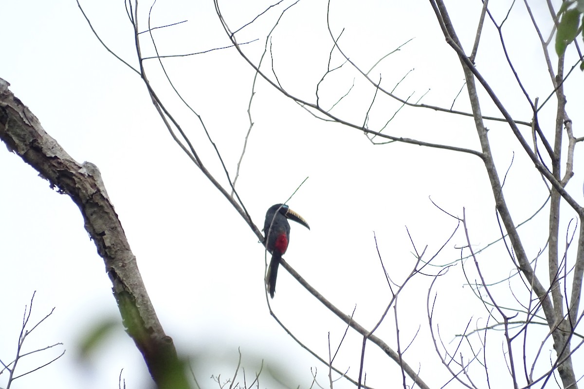 Lettered Aracari - Sharon Liao