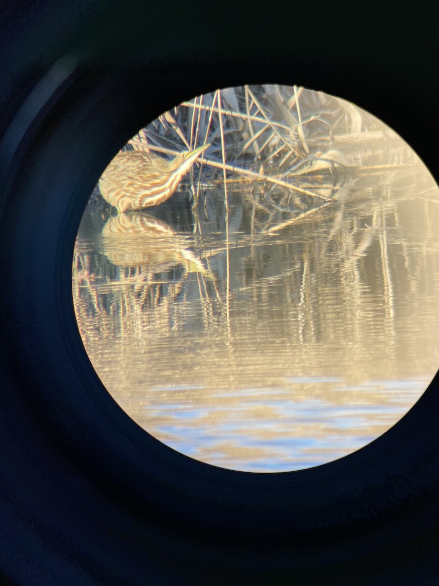 American Bittern - ML283951441