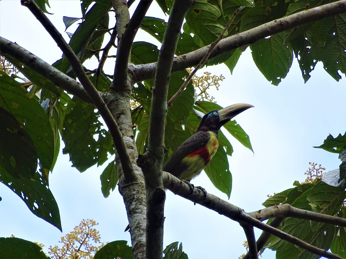 Chestnut-eared Aracari - ML283951531