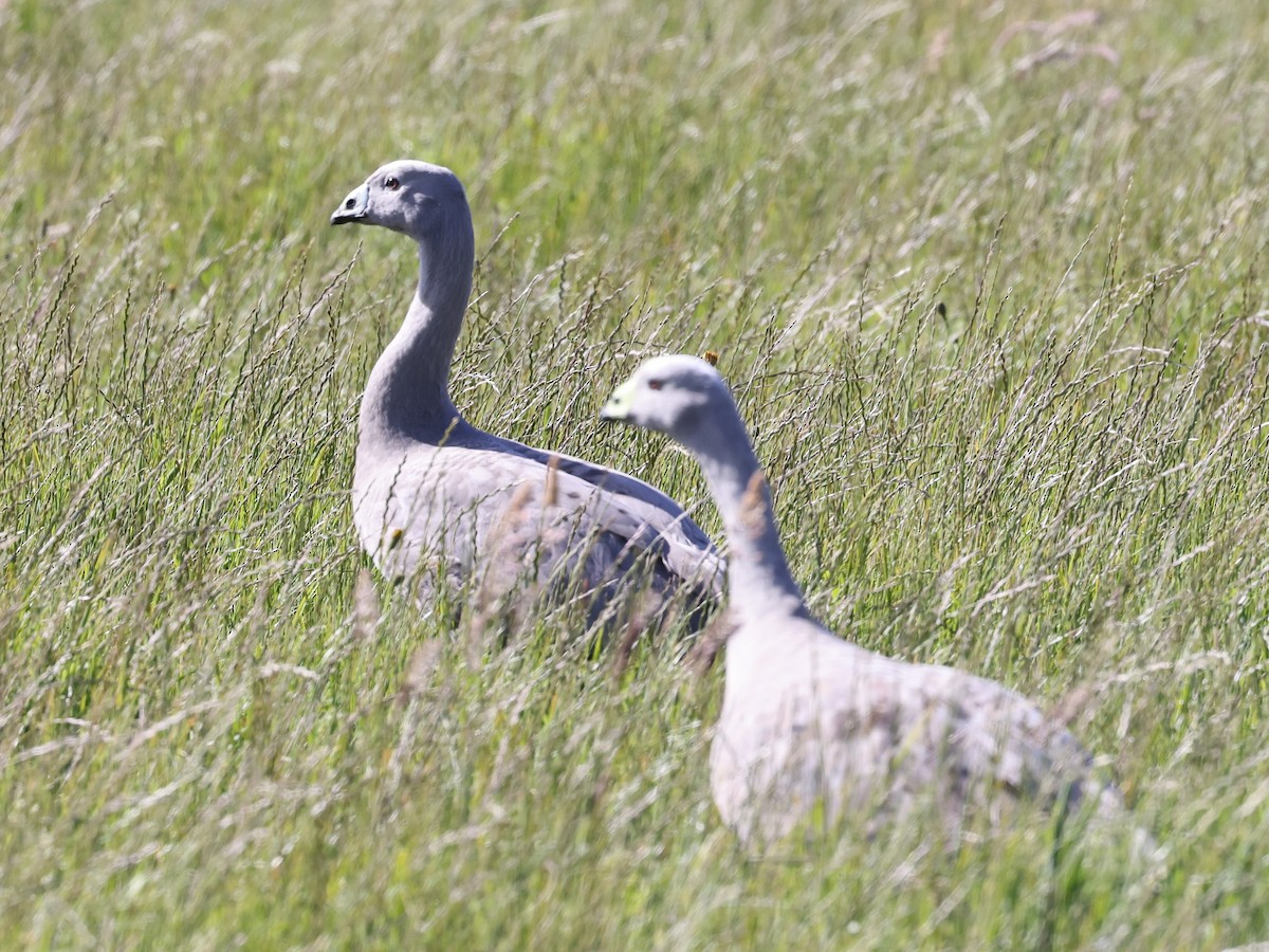 Cape Barren Goose - ML283953741