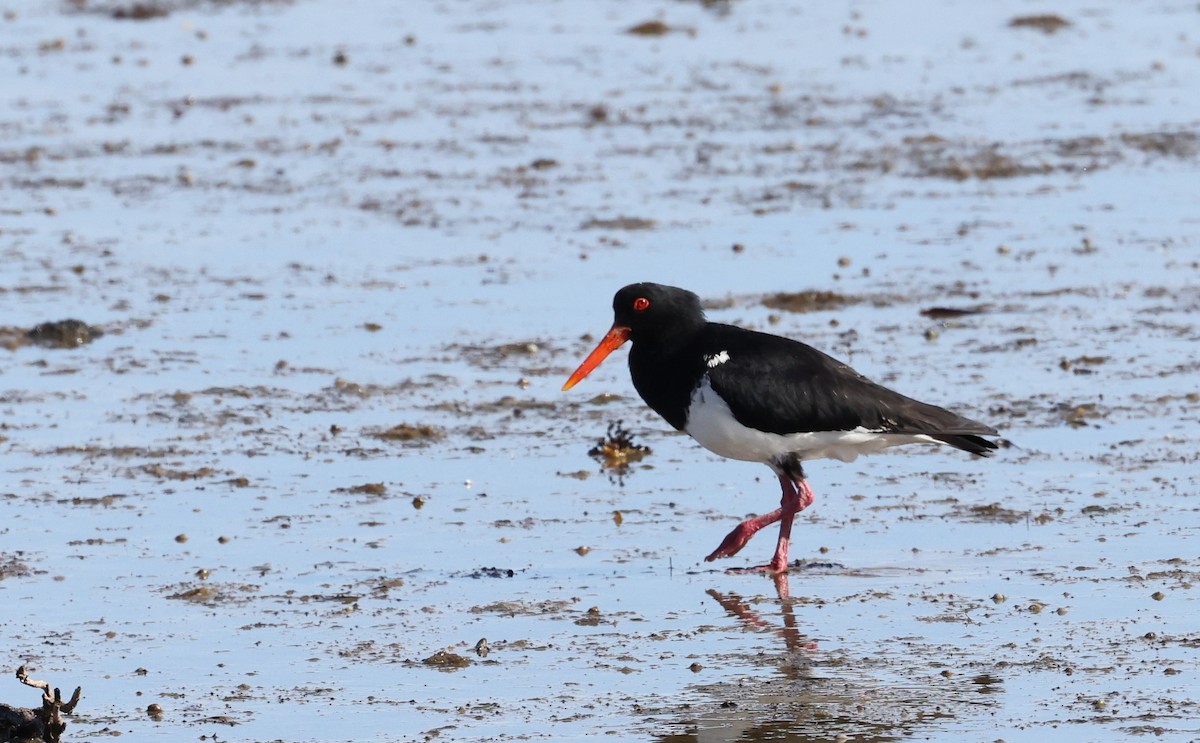Pied Oystercatcher - ML283954771
