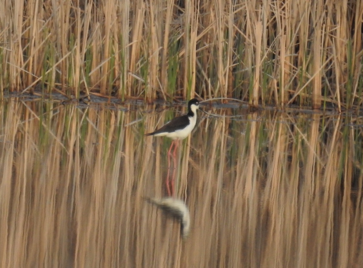 Schwarznacken-Stelzenläufer - ML28395591