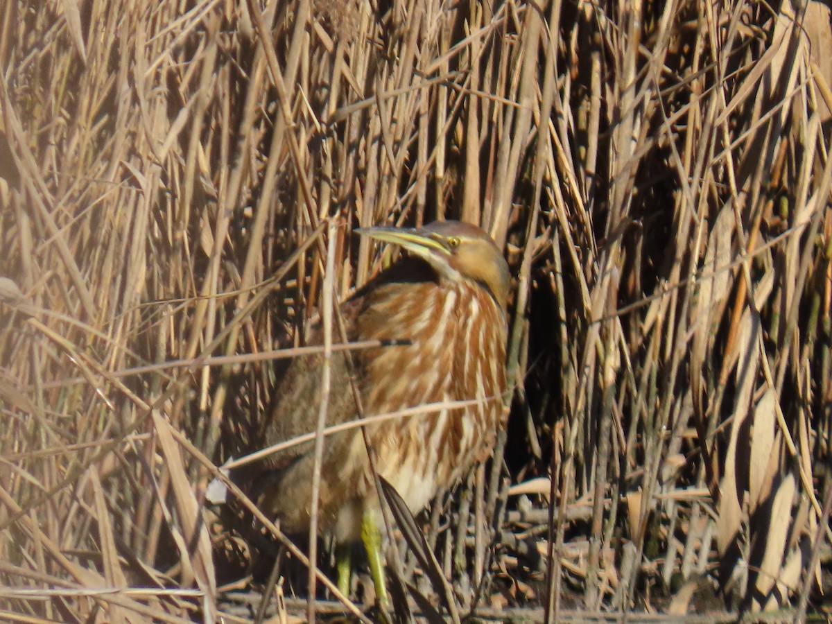 American Bittern - ML283956281