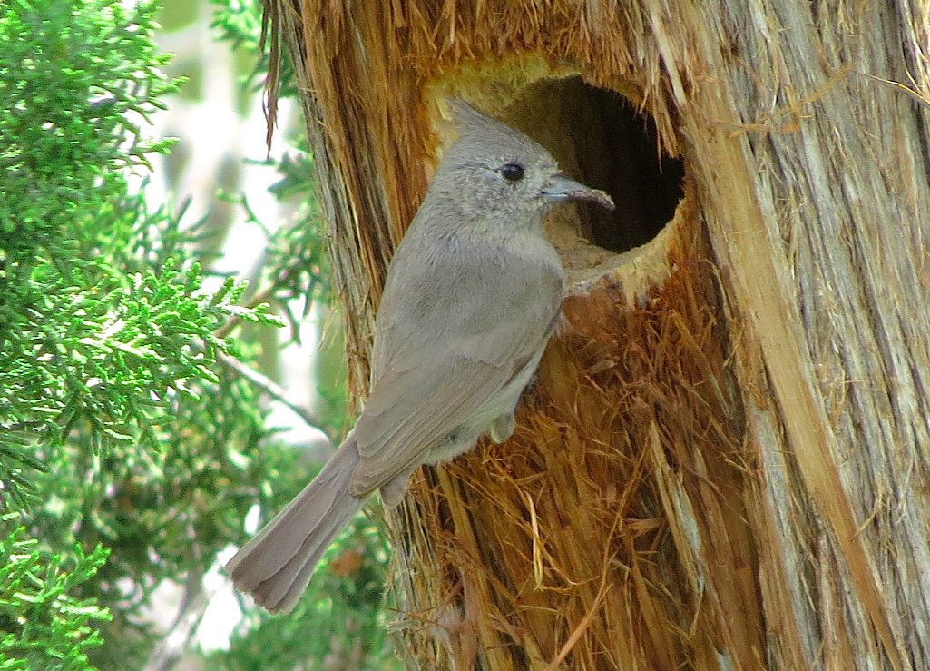 Juniper Titmouse - ML28395731