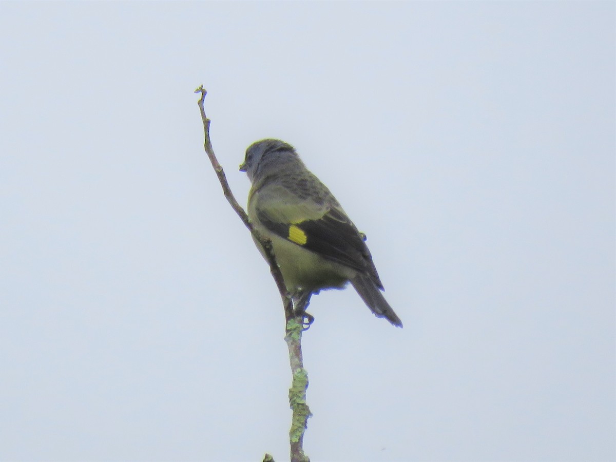 Yellow-winged Tanager - ML283958041