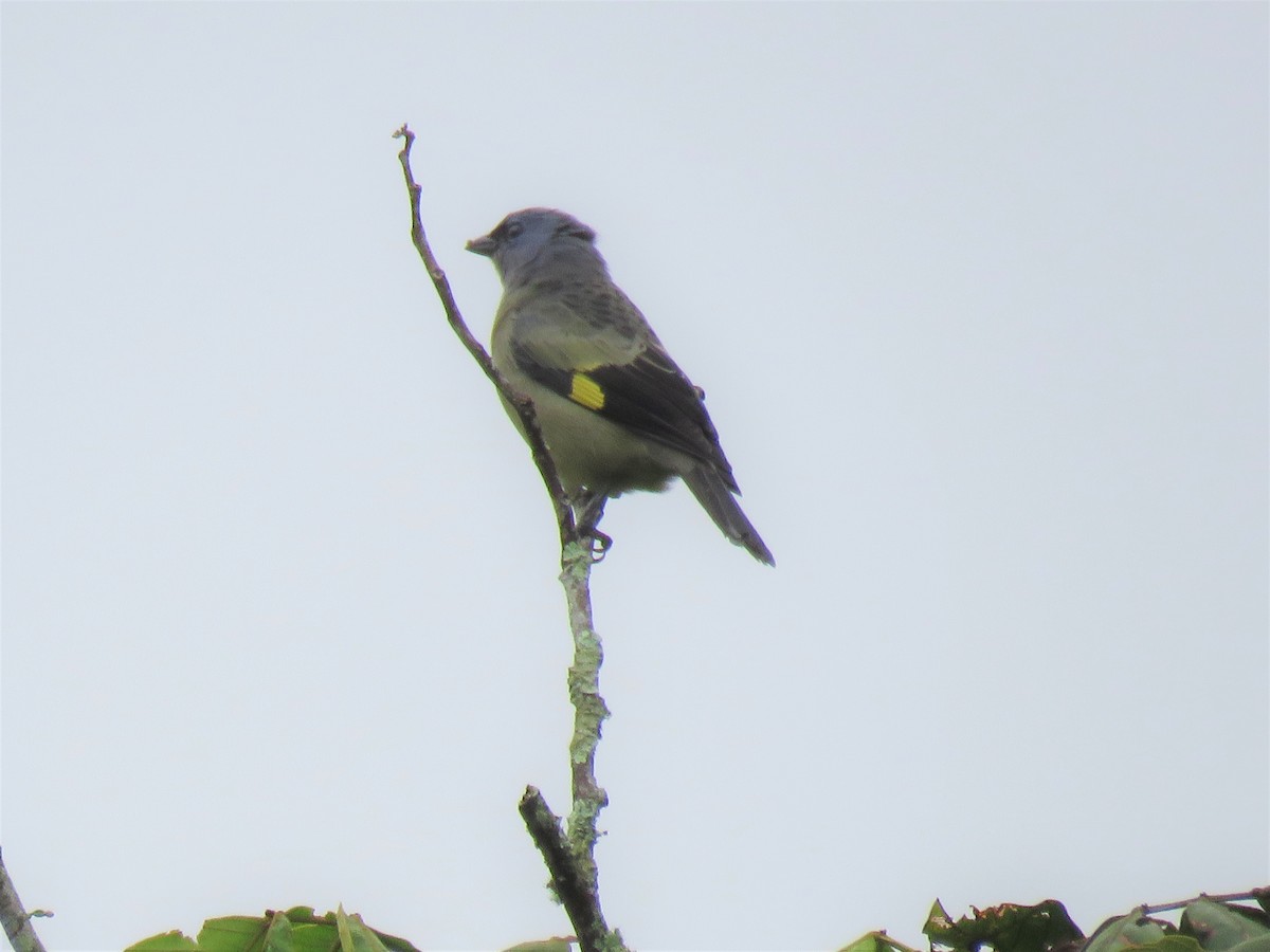 Yellow-winged Tanager - Jim Moore